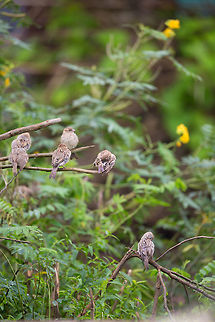 The common house sparrow I love these little guys! :) Fall,Geotagged,House sparrow,India,Passer domesticus