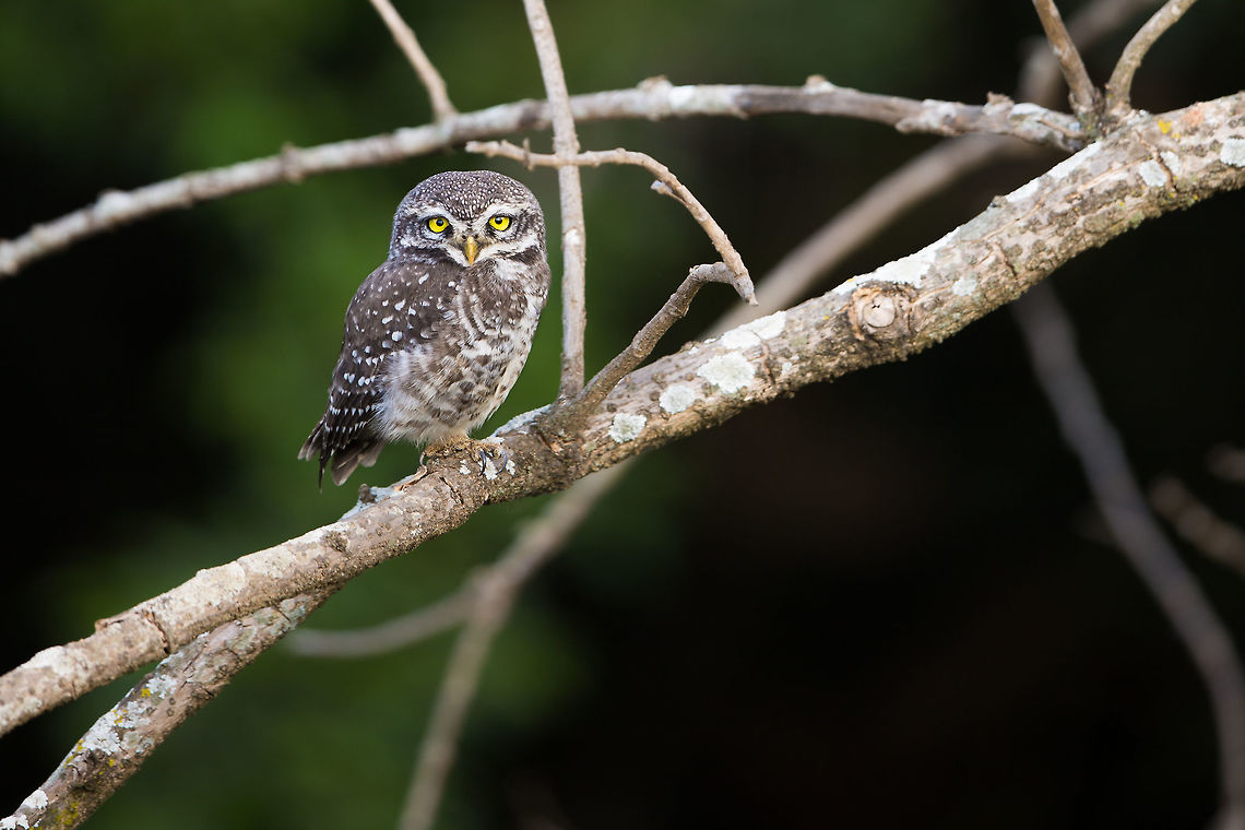The welcome and goodbye This little owlet lives in the tree outside the main entrance to my work. When i arrive in the morning, it is sat on the same tree branch every day, the end of its &#039;day&#039; and the start of mine. Conversely, when i leave, it is on the same branch soaking in the last rays of sun before it&#039;s &#039;day&#039; begins, and as mine ends! :) It always make me smile to see the little chap. I once got scared as i did not see it for a week or so in the run, but it came back to it&#039;s usual habits! :) Athene brama,Geotagged,Habbel lake,India,John Rowell,Spotted Owlet,Wildlife,Winter,adhocphotographer,bangalore