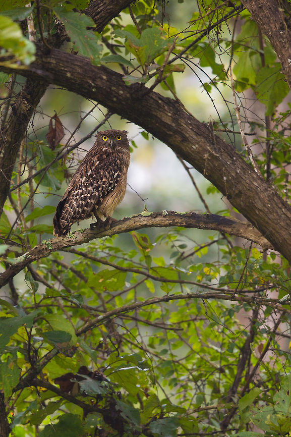 Brown Fish owl I would one day love to see one of these guys hunting...  This particular one flew right by us, perching just in front of us briefly before disappearing again. :) Brown fish owl,Bubo zeylonensis,Fall,Geotagged,India