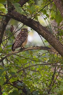 Brown Fish owl I would one day love to see one of these guys hunting...  This particular one flew right by us, perching just in front of us briefly before disappearing again. :) Brown fish owl,Bubo zeylonensis,Fall,Geotagged,India