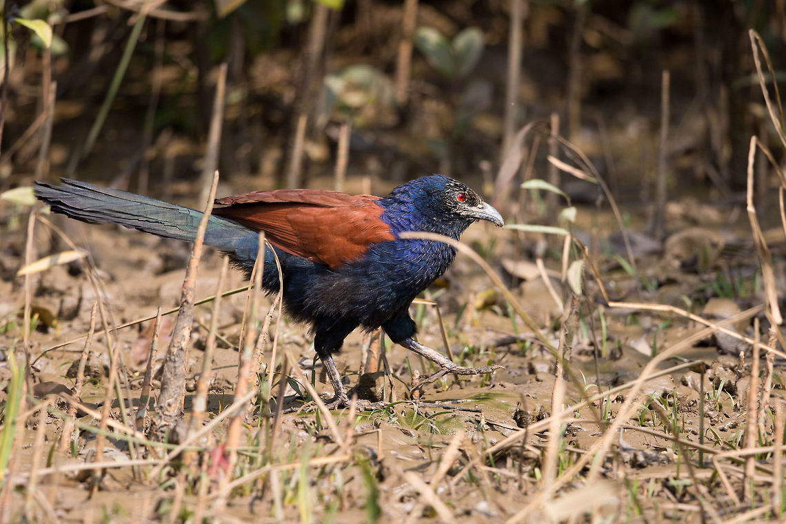 Another mangrove resident I have never seen one of these wandering around on the ground, so seeing it poking around the exposed mangrove roots at low tide was a treat! :) Centropus sinensis,Geotagged,Greater Coucal,India,John Rowell,Odisha,Orissa,Wildlife,Winter,adhocphotographer,bhitarkanika