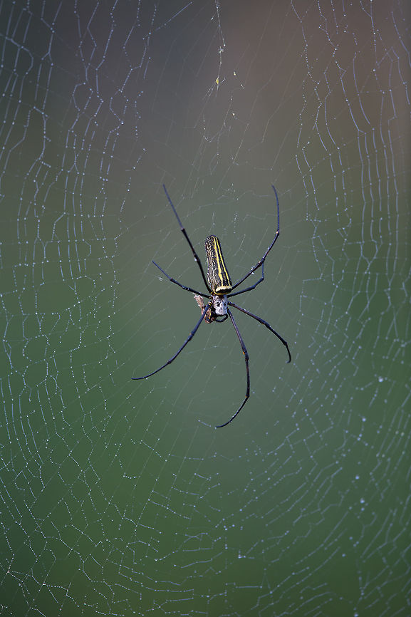 A local sight I see these spiders everywhere, and as such rarely shoot them...  but this time i did.. :) Fall,Geotagged,India,Nephila pilipes