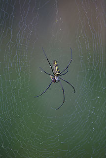 A local sight I see these spiders everywhere, and as such rarely shoot them...  but this time i did.. :) Fall,Geotagged,India,Nephila pilipes