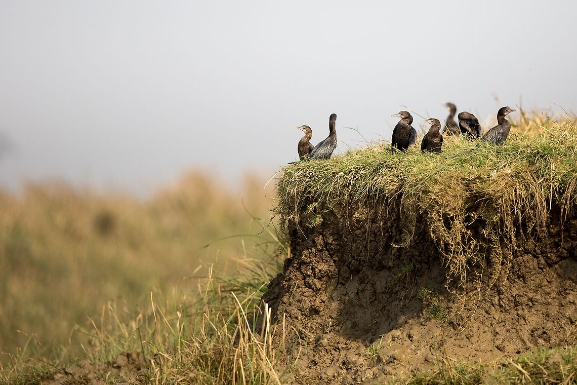 A gathering Cormorants gather on the banks of the river in the morning light...  the day of fishing is about to start! :) Geotagged,India,John Rowell,Little cormorant,Microcarbo niger,Odisha,Orissa,Wildlife,Winter,adhocphotographer,bhitarkanika