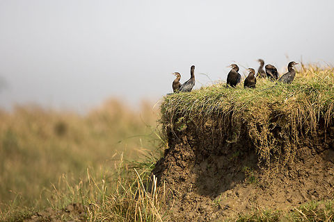 A gathering Cormorants gather on the banks of the river in the morning light...  the day of fishing is about to start! :) Geotagged,India,John Rowell,Little cormorant,Microcarbo niger,Odisha,Orissa,Wildlife,Winter,adhocphotographer,bhitarkanika