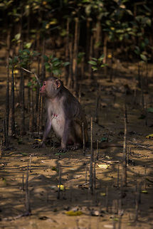In the roots Another mangrove monkey, sitting in the shade amongst the exposed roots. Geotagged,India,John Rowell,Macaca mulatta,Odisha,Orissa,Rhesus macaque,Wildlife,Winter,adhocphotographer,bhitarkanika