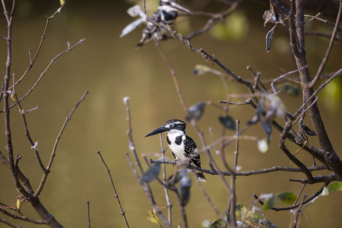 Pied kingfisher This is the 3rd of the 5 species I saw in the mangroves. Ceryle rudis,Geotagged,India,John Rowell,Odisha,Orissa,Pied Kingfisher,Wildlife,Winter,adhocphotographer,bhitarkanika