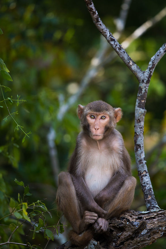 Mangrove monkeys I like monkeys and these guys are no exception.  Geotagged,India,John Rowell,Macaca mulatta,Odisha,Orissa,Rhesus macaque,Wildlife,Winter,adhocphotographer,bhitarkanika