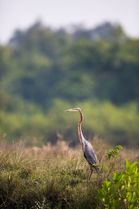Standing tall A purple heron stands upon the banks of the mangrove on the look out for prey! Ardea purpurea,Geotagged,India,John Rowell,Odisha,Orissa,Purple Heron,Wildlife,Winter,adhocphotographer,bhitarkanika
