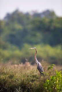 Standing tall A purple heron stands upon the banks of the mangrove on the look out for prey! Ardea purpurea,Geotagged,India,John Rowell,Odisha,Orissa,Purple Heron,Wildlife,Winter,adhocphotographer,bhitarkanika