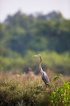 Standing tall A purple heron stands upon the banks of the mangrove on the look out for prey! Ardea purpurea,Geotagged,India,John Rowell,Odisha,Orissa,Purple Heron,Wildlife,Winter,adhocphotographer,bhitarkanika