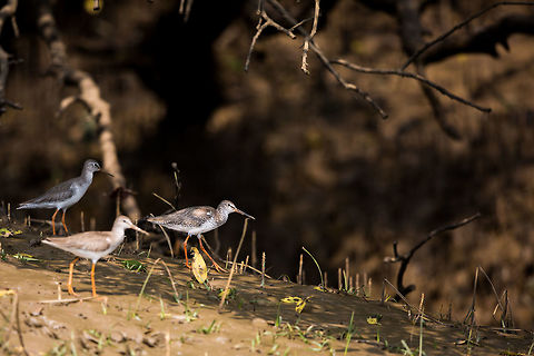 Ruffs wandering around mangrove roots They seemed to love pocking around the mangrove roots hunting for bugs and other tasty bites i assume! :) Common redshank,Geotagged,India,John Rowell,Odisha,Orissa,Tringa totanus,Wildlife,Winter,adhocphotographer,bhitarkanika