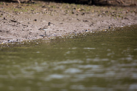 Whimbrel This winter visitor to India is slightly smaller than the Eurasian Curlew with a shorter bill. Another great spot from 1 trip into the mangroves! :) Geotagged,India,John Rowell,Numenius phaeopus,Odisha,Orissa,Whimbrel,Wildlife,Winter,adhocphotographer,bhitarkanika