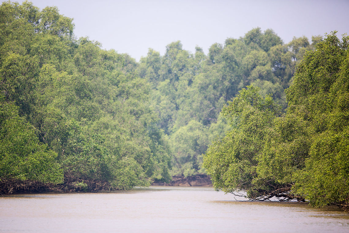 Sundari mangroves A recent trip to the Bhitarkanika park in Ordisha, India, was my first every trip into a mangrove forest, and i was far from disappointed. The forest has many different species of plant, but the Sundari trees seem to be the most prevalent. :)  Geotagged,Heritiera fomes,India,John Rowell,Odisha,Orissa,Wildlife,Winter,adhocphotographer,bhitarkanika