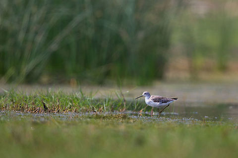 Marsh Sandpiper Another Chilika lake resident! :) Chilka lake,India,John Rowell,Marsh Sandpiper,Odisha,Orissa,Tringa stagnatilis,Wildlife,adhocphotographer