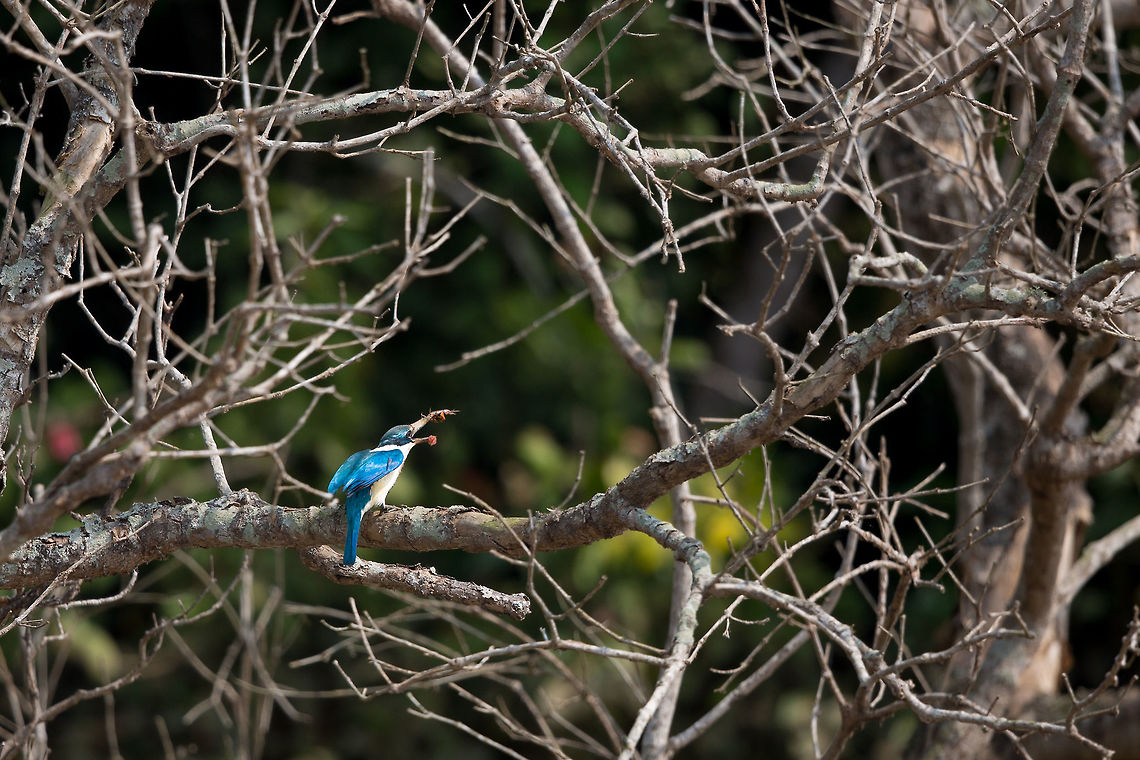 collared kingfisher with a kill I was fortunate enough to see two of these recently! Fantastic! :) Geotagged,India,John Rowell,Odisha,Orissa,Todiramphus chloris,Wildlife,Winter,adhocphotographer,bhitarkanika,collared kingfisher