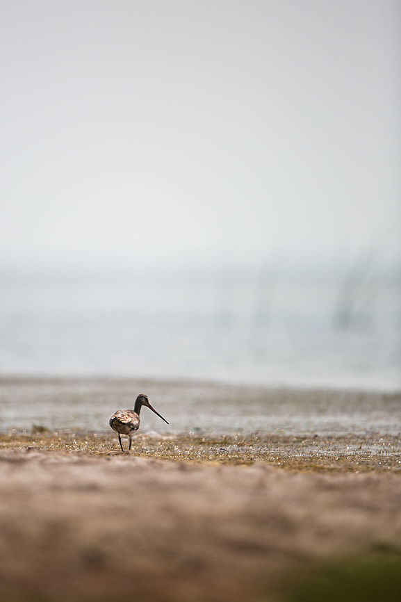 Godwit At first i thought that this was Eastern Black-tailed Godwit, but alas, it was a normal Black-tailed Godwit! :) Black-tailed Godwit,Chilka lake,Geotagged,India,John Rowell,Limosa limosa,Odisha,Orissa,Wildlife,Winter,adhocphotographer