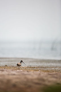 Godwit At first i thought that this was Eastern Black-tailed Godwit, but alas, it was a normal Black-tailed Godwit! :) Black-tailed Godwit,Chilka lake,Geotagged,India,John Rowell,Limosa limosa,Odisha,Orissa,Wildlife,Winter,adhocphotographer