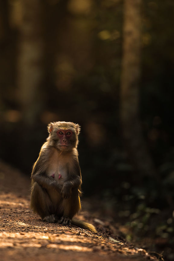 In the mangroves This monkey sat in the path leading to watch tower...  the mangroves are dense but cast a fantastic shadow, backlighting the monkey beautifully!  Geotagged,India,John Rowell,Macaca mulatta,Odisha,Orissa,Rhesus macaque,Wildlife,Winter,adhocphotographer,bhitarkanika