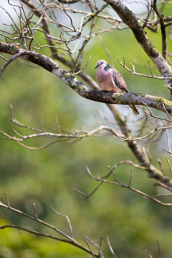 Peace I love the pink shade of these birds! :) Geotagged,India,John Rowell,Odisha,Orissa,Spilopelia chinensis,Spotted Dove,Wildlife,Winter,adhocphotographer,bhitarkanika