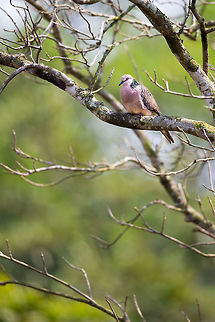Peace I love the pink shade of these birds! :) Geotagged,India,John Rowell,Odisha,Orissa,Spilopelia chinensis,Spotted Dove,Wildlife,Winter,adhocphotographer,bhitarkanika