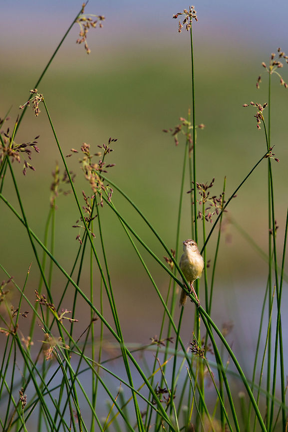 The plain prinia I was sat on the shore of Lake Chilika, waiting for some water birds to come close, when this little guy kept hopping around the reeds...  So i clicked, not knowing what it was...  In fact thinking it was a Sparrow or something...  nope, just another one for my archives! :) Geotagged,India,John Rowell,Prinia inornata,Winter,adhocphotographer