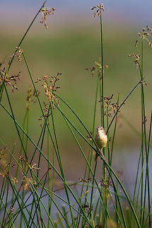 The plain prinia I was sat on the shore of Lake Chilika, waiting for some water birds to come close, when this little guy kept hopping around the reeds...  So i clicked, not knowing what it was...  In fact thinking it was a Sparrow or something...  nope, just another one for my archives! :) Geotagged,India,John Rowell,Prinia inornata,Winter,adhocphotographer