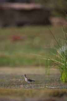 The Wood Sandpiper I'm working my way through my shots of Chilika lake...  Sooooo many species! :) Chilka lake,Geotagged,India,John Rowell,Odisha,Orissa,Tringa glareola,Wildlife,Winter,Wood Sandpiper,adhocphotographer