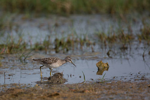 Looking for a snack Another wood sandpiper, this time, it ventured a little closer to me! :) Geotagged,India,John Rowell,Tringa glareola,Winter,Wood Sandpiper,adhocphotographer