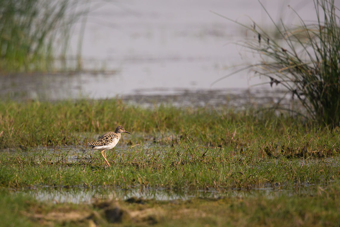 The Common redshank More from Chilika lake! :) Common redshank,Geotagged,India,John Rowell,Tringa totanus,Winter,adhocphotographer