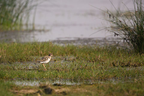 The Common redshank More from Chilika lake! :) Common redshank,Geotagged,India,John Rowell,Tringa totanus,Winter,adhocphotographer