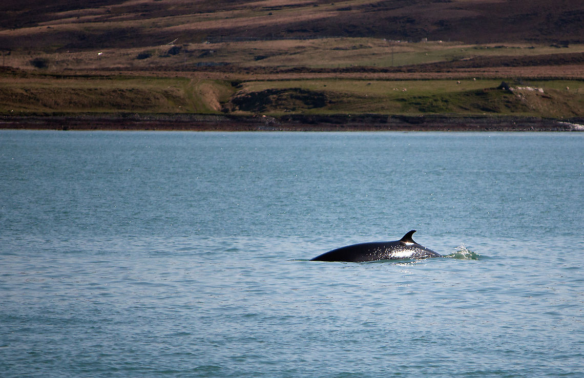 Minke Whale Another one from my archives! :) Back in the days of my 450D and 55-250mm lens...  good times...  lighter times! :) B. acutorostrataB. bonaerensis,Geotagged,Iceland,Minke whale,Spring