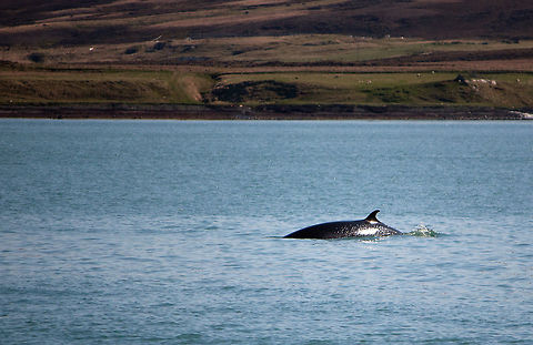Minke Whale Another one from my archives! :) Back in the days of my 450D and 55-250mm lens... good times... lighter times! :) B. acutorostrataB. bonaerensis,Geotagged,Iceland,Minke whale,Spring