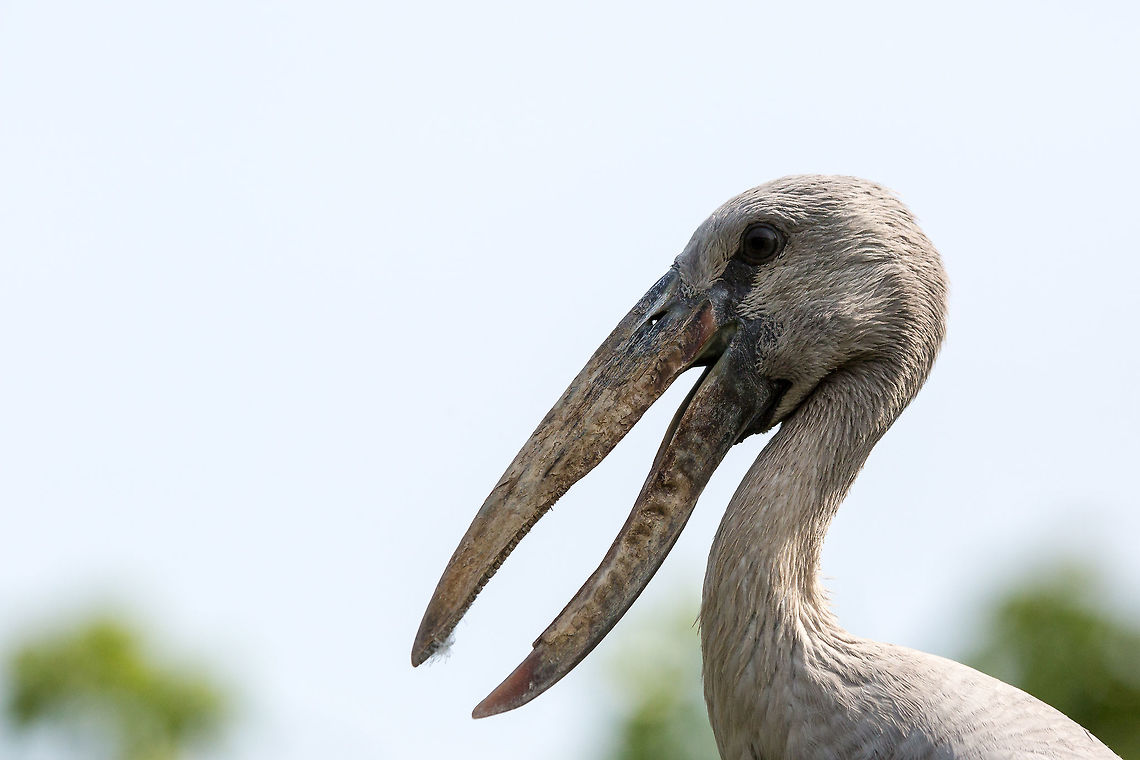 Open bill with, well, an open bill! Mysore in Karnataka, India, has a great bird sanctuary filled with all sorts of species in a tiny area. :) 5D mkIII,Anastomus oscitans,Asian Openbill,Geotagged,India,Spring