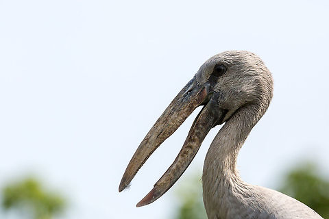Asian openbill