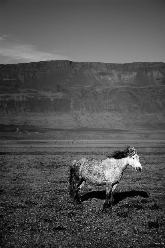 The icelandic horse Amazing breed bred to tackle the tough uneven terrain of Iceland.  Domestic horse,Equus ferus caballus,Geotagged,Iceland,Spring