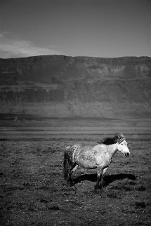 The icelandic horse Amazing breed bred to tackle the tough uneven terrain of Iceland.  Domestic horse,Equus ferus caballus,Geotagged,Iceland,Spring