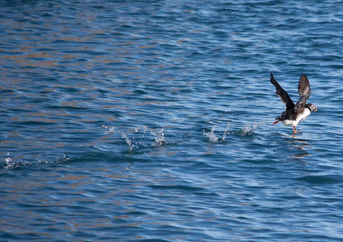 must.... take..... off...... The puffin wings are so inefficient for flight, when doing a water take off, they have to use the waves to jump up enough the start flying! Atlantic Puffin,Fratercula arctica,Geotagged,Iceland,Spring