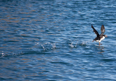 must.... take..... off...... The puffin wings are so inefficient for flight, when doing a water take off, they have to use the waves to jump up enough the start flying! Atlantic Puffin,Fratercula arctica,Geotagged,Iceland,Spring