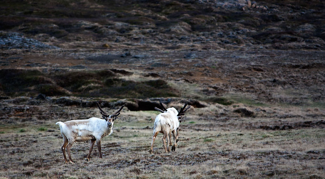 Icelandic reindeer East Iceland has a small herd of about 2500&ndash;3000 animals. Reindeer were introduced to Iceland in the late 1700s.  The Icelandic reindeer population in July 2013 was estimated at approximately 6000.  Geotagged,Iceland,Rangifer tarandus,Reindeer,Spring