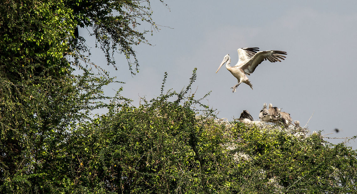Home sweet home Nesting spotbill during the mating hatching season!  5D mkIII,Geotagged,India,Pelecanus philippensis,Spot-billed pelican,Spring