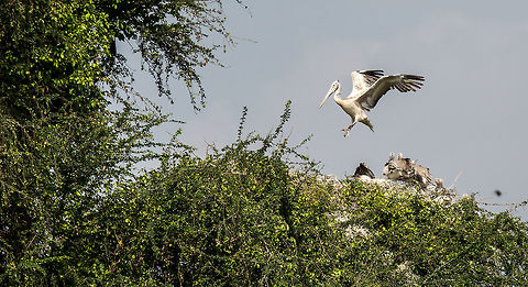 Home sweet home Nesting spotbill during the mating hatching season!  5D mkIII,Geotagged,India,Pelecanus philippensis,Spot-billed pelican,Spring