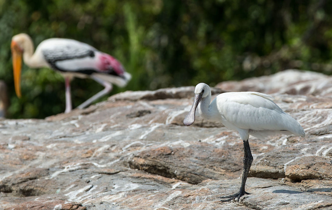 Spoonbill A spoon bill sits on a rock in the river accompanying a painted stalk!  5D mkIII,Eurasian Spoonbill,Geotagged,India,Platalea leucorodia,Spring