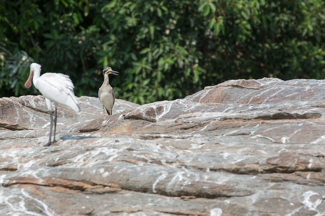 Indian thick-knee with its good friend spoonbill...  :) 5D mkIII,Burhinus indicus,Geotagged,India,Indian stone-curlew,Spring