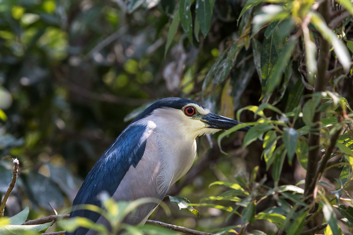 Night heron, male Int he bright light, the black looks more blue! :) 5D mkIII,Black-crowned Night-Heron,Geotagged,India,Nycticorax nycticorax,Spring
