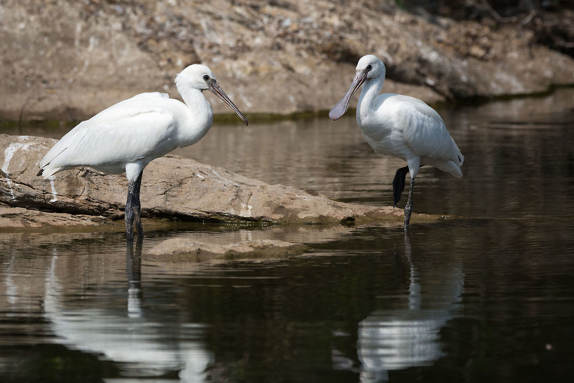 Spoonbills just doing what they do! :) 5D mkIII,Eurasian Spoonbill,Geotagged,India,Platalea leucorodia,Spring