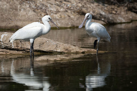 Spoonbills just doing what they do! :) 5D mkIII,Eurasian Spoonbill,Geotagged,India,Platalea leucorodia,Spring