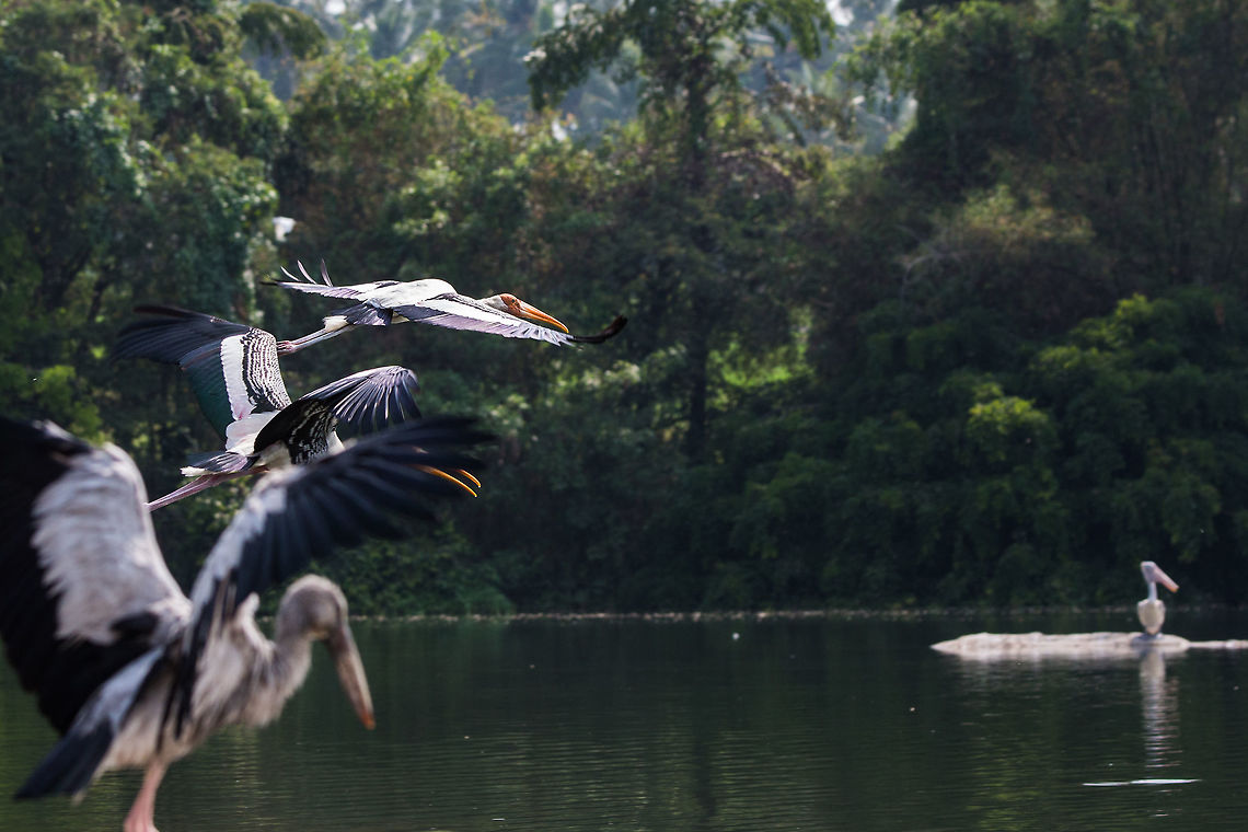 Multiple large species in 1 shot Painted stork, open-billed stork and spot-billed pelican in one frame...  :) 5D mkIII,Geotagged,India,Mycteria leucocephala,Painted Stork,Spring