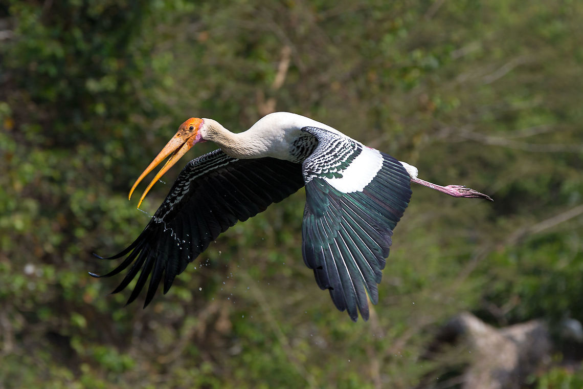 Painted stork in flight! After many attempts that day, I managed to get a clean flight shot! :)<br />
<br />
I will be going back here again soon..  lets see if i can expand on my list of species seen! :) 5D mkIII,Geotagged,India,Mycteria leucocephala,Painted Stork,Spring
