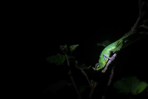 night time lizzards While in sri lanka, we went into the jungle at night to find the slow lorris...  we spotted a few, but no pics...  impossible! But during our jaunts, there was plenty of life to scratch my photographic itch. This guy posed nicely for me, and using my flashlight as a spotlight, created a nice affect...  species unknown to me! :) I need to invest in a reptiles ID book i think! :) Calotes calotes,Common Green Forest Lizard,Geotagged,Spring,Sri Lanka,adhocphotographer,john rowell,srilanka